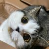 mieong46