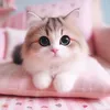 meoconcuaba2k23