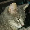 kotlkqq