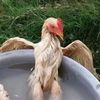 jocsan_gh