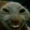 noise_cat_io