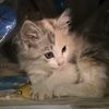 hassu6728