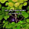 mehboob_saein