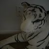 tiger123221