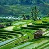 pandawa_l