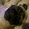 pugfan0