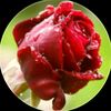 Zahid 2