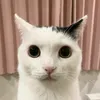 poptart12477