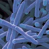 microbacterium2