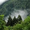 _mysteriousforest_