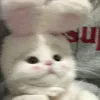 catmeo2904