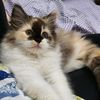 sophiekucingbatu