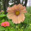 whimsicalfarmlife