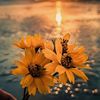 velvetviolet_97