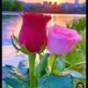 rozaleen503