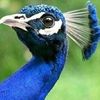 Thar lover ❤️🦚