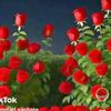 gol.eray