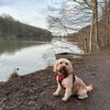 harrythecockapoo20