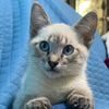 el_gatopanzonete