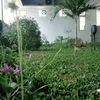 ahmad.rohyanto