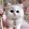 chit.thal12
