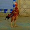 ملك الهراتي،{ 🐓🇮🇶🐓