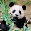 panda.0088