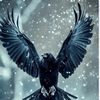 raven_842