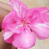 amjad_layla