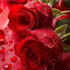niaz.expres54
