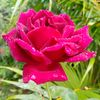 .yinyinaye..pol