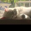 cat.axil.1284