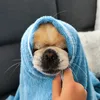 simbathepekingese