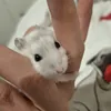 my_mini_hamster