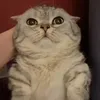 innocentcat06