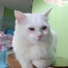 salmoncat2567