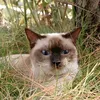 aanfur06
