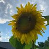 mamasgardens
