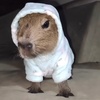 capybara_metro