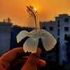 hisham.almaz