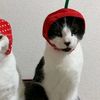 salmon_p4wz