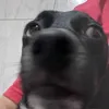 drarealistadupladose