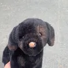 111those_dogs111