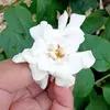 ananda_ika28