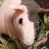stinkpig14