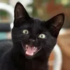 Gatubi