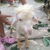 rangkuti.salfa6