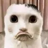 nn.nhn.ca.avatar