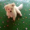 myat.min.khant5516