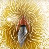 ssj.infinito.777